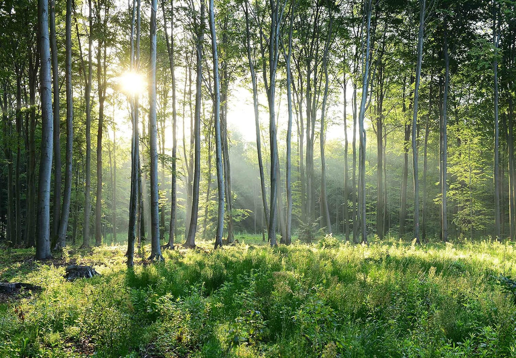 Reyhui Sunshine Forest Mural Wallpaper Landscape Tree Wallpaper Large Nature Scenery Wall Mural for Living Room (not self-Adhesive)