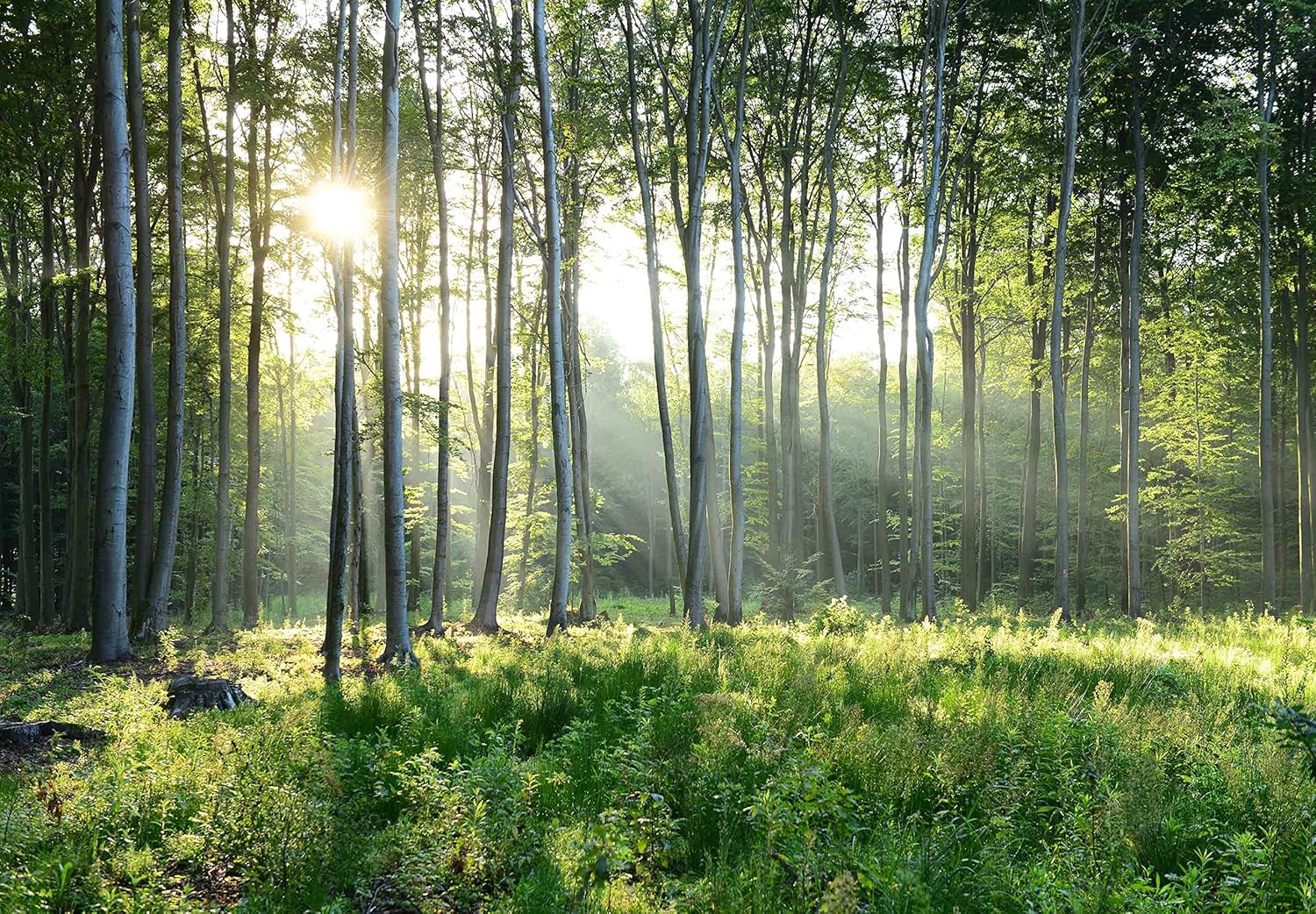 Reyhui Sunshine Forest Mural Wallpaper Landscape Tree Wallpaper Large Nature Scenery Wall Mural for Living Room (not self-Adhesive)